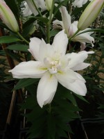 [4370 Snowboard JW No02.JPG]